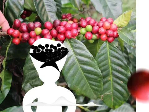 Ποικιλία Catuai — ένα από τα τρία varietal του Cuchavira blend