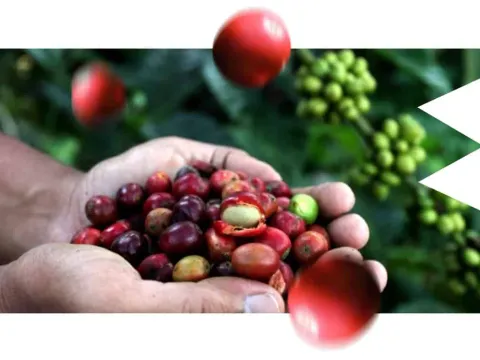Κόκκοι espresso blend Cuchavira μετά το καβούρδισμα